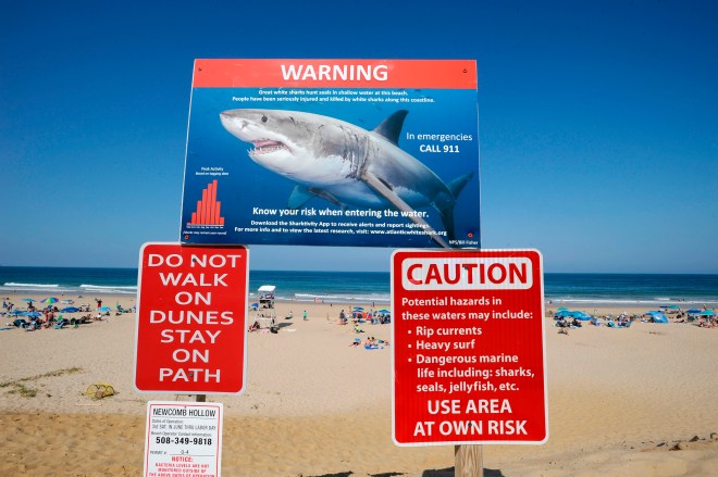 Image: US-SHARK-ENVIRONMENT-LIFESTYLE